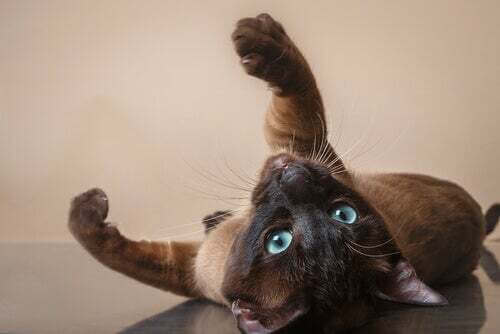 Perché i gatti sono animali notturni