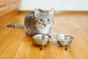 Cosa bisogna fare se il gatto non mangia?