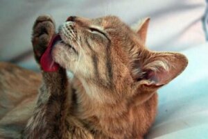 La dermatite acrale da leccamento nei gatti: sintomi e trattamento