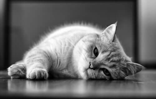 La leishmaniosi felina: cause e trattamento