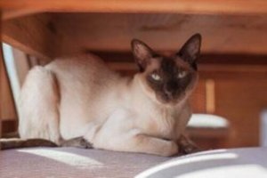 Scopriamo insieme il gatto tonkinese