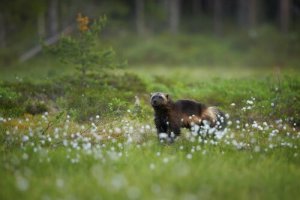 Scoperti resti dell'antenato del ghiottone