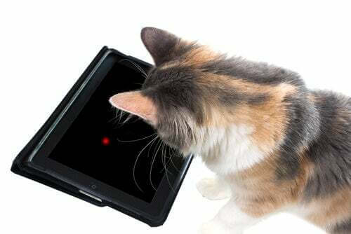 7 giochi da tablet per il vostro gatto