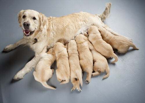 Gravidanza e allattamento nei cani