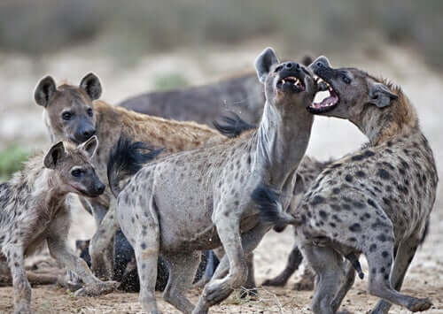 le iene sono animali domestici pericolosi, in grado di provocare un gran numero di incidenti