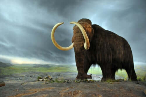 La storia degli ultimi mammut