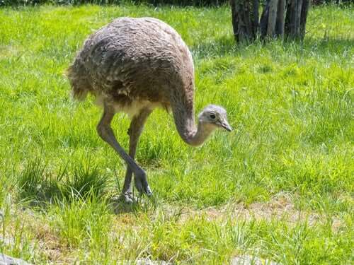 Nandù in cerca di cibo