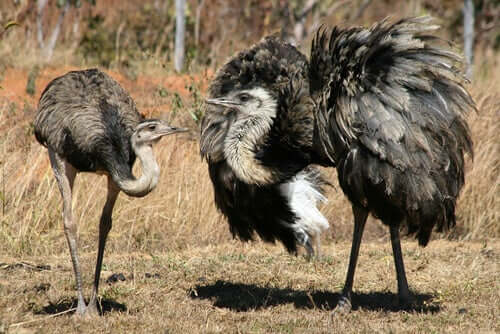 Riproduzione del nandù