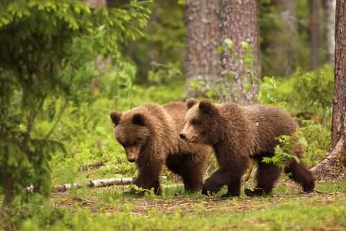 anche se in alcuni casi sono stati addomesticati, gli orsi rimangono animali domestici pericolosi