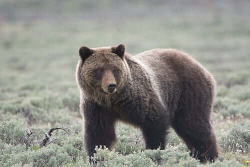 l'orso grizzly è il re del parco naturale di Yellowstone