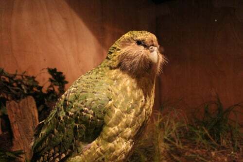 Scoperto il fossile di un pappagallo gigante in Nuova Zelanda