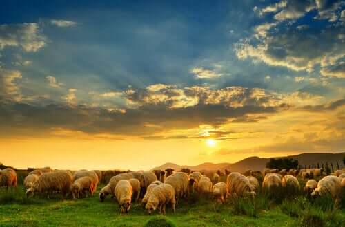 Domesticazione della pecora e pascolo al tramonto