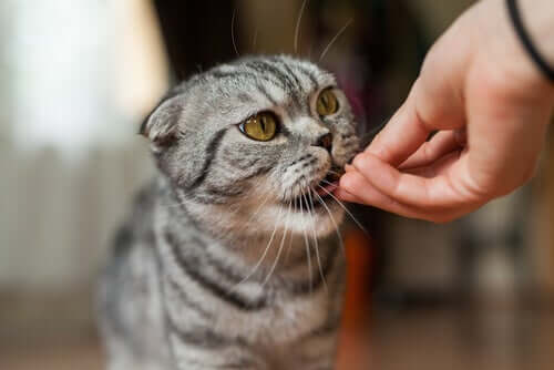 Apparato digerente dei gatti: quando bisogna somministrare oralmente delle pastiglie senza acqua, è necessario fare molta attenzione