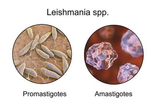 Promastigoti e amastigoti sono le forme principali del protozoo del genere Leishmania