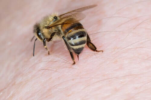 Il veleno delle api è terapeutico, questa è una delle più interessanti curiosità sulle api