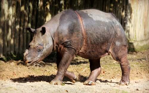 La delicata situazione del rinoceronte di Sumatra