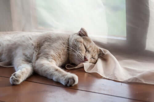 Gatto grigio che dorme