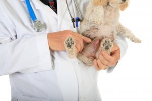 Tumore venereo dei cani: sintomi e trattamento