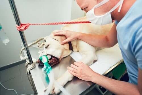 Cane sottoposto a cure veterinarie