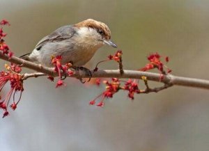 Un uccello estinto riappare nelle Bahamas