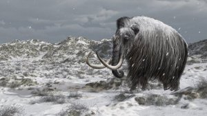 La storia degli ultimi mammut sulla terra