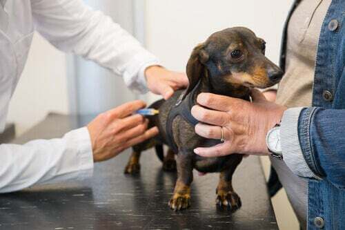 Vaccinazione per cani