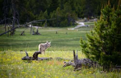 5 specie animali a rischio di estinzione a Yellowstone