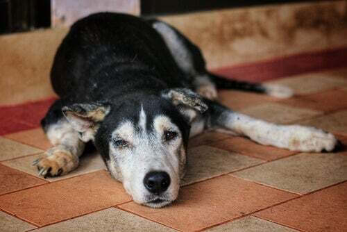 Cause dell'atrofia muscolare nei cani: cane anziano sta sdraiato sul pavimento.
