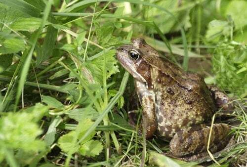 Abitudini alimentari rospo