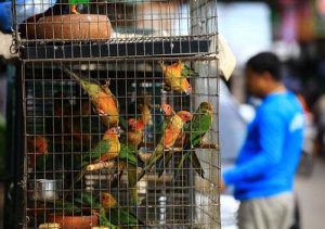 Importanza dell'accordo internazionale CITES