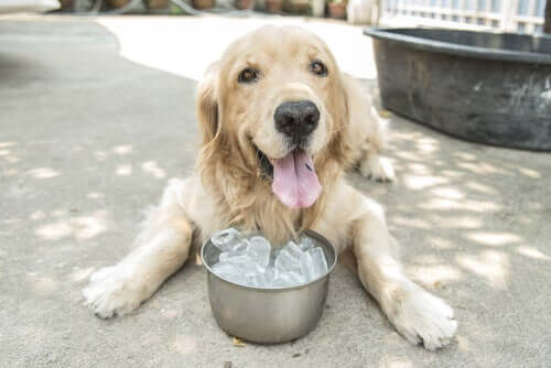 L’effetto dell’acqua fredda sui cani: fa bene o male?