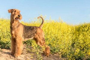 Scopriamo insieme l'Airedale terrier, un bellissimo cane inglese