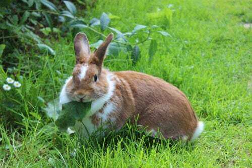 coniglio mangia una foglia: obesità nei conigli