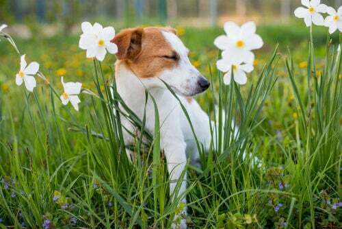 Allergia alle piante nei cani: sintomi e prevenzione