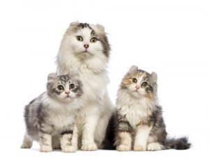 American curl: cure e caratteristiche