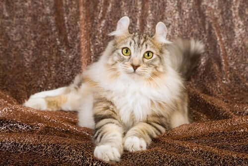 American curl bianco