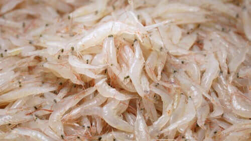 Il krill è fondamentale per l'ecosistema marino