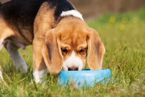 Un beagle mangia cibo con clorella su un prato