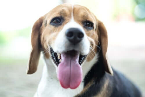 Beagle lingua