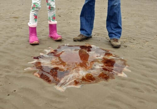 Cadavere di medusa sulla spiaggia