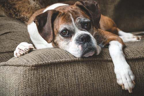 Cane malato si riposa sul divano.