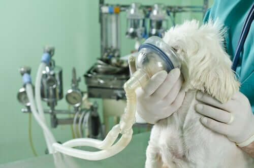Cane con malattia respiratoria