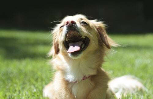 Naso secco nei cani: cause e trattamento