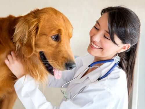 Leishmaniosi nei cani: sintomi, prevenzione e trattamento