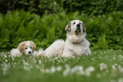 Cucciolo di cane e madre