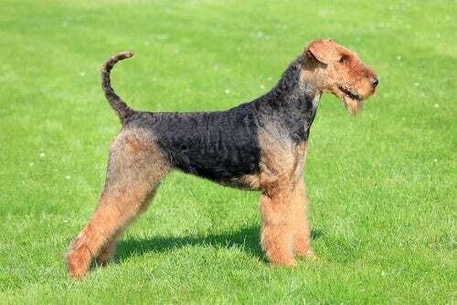 Airedale Terrier: caratteristiche