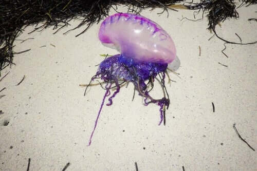 La caravella portoghese è formata dall'aggregazione di diversi minuscoli polipi