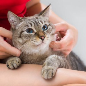 Il gatto è in salute? Consigli per capirlo