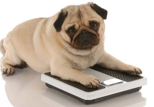 Animali domestici in sovrappeso: cosa fare?