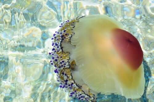 La cassiopea mediterranea è uno dei tipi di medusa che vivono nel mare Mediterraneo e che vantano una notevole presenza
